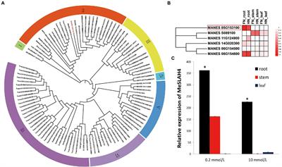 Cassava (Manihot esculenta) Slow Anion Channel (MeSLAH4) Gene Overexpression Enhances Nitrogen Assimilation, Growth, and Yield in Rice